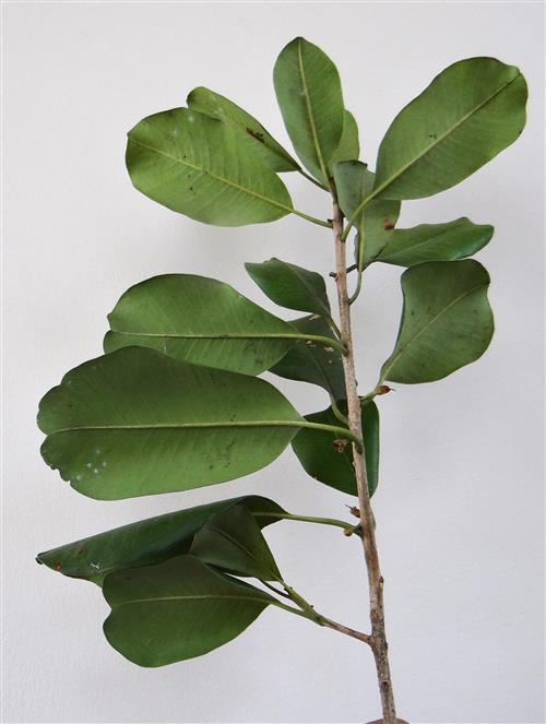 Manilkara hexandra